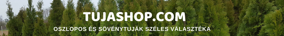 Tuják minden mennyiségben